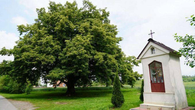 Lipa św. Jana Nepomucena piątym drzewem Europy